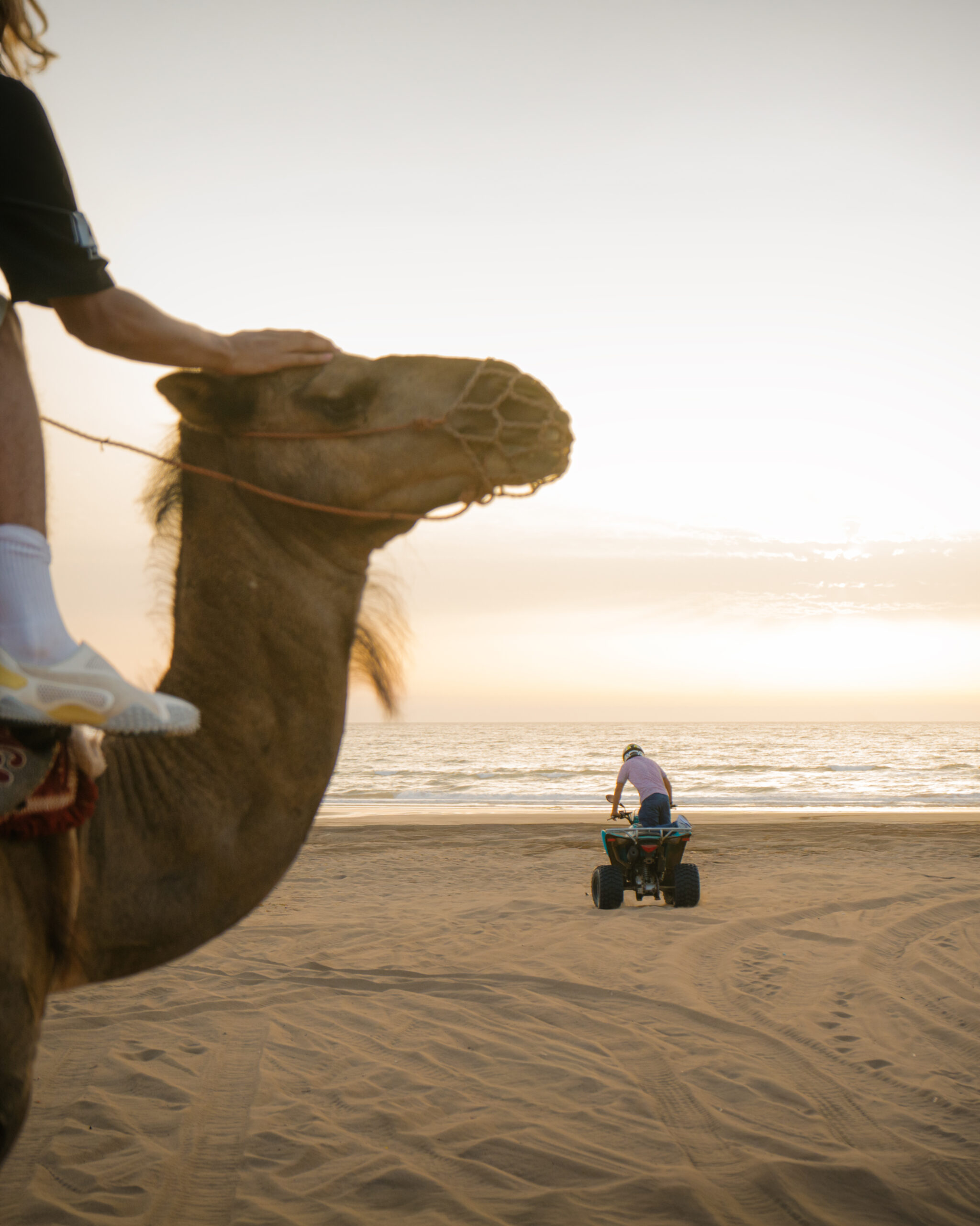 Camel ride in warm evening light